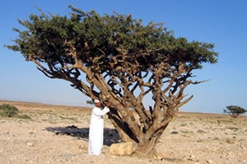 Oman Frankincense Tree 03_9a0fa_md.jpg
